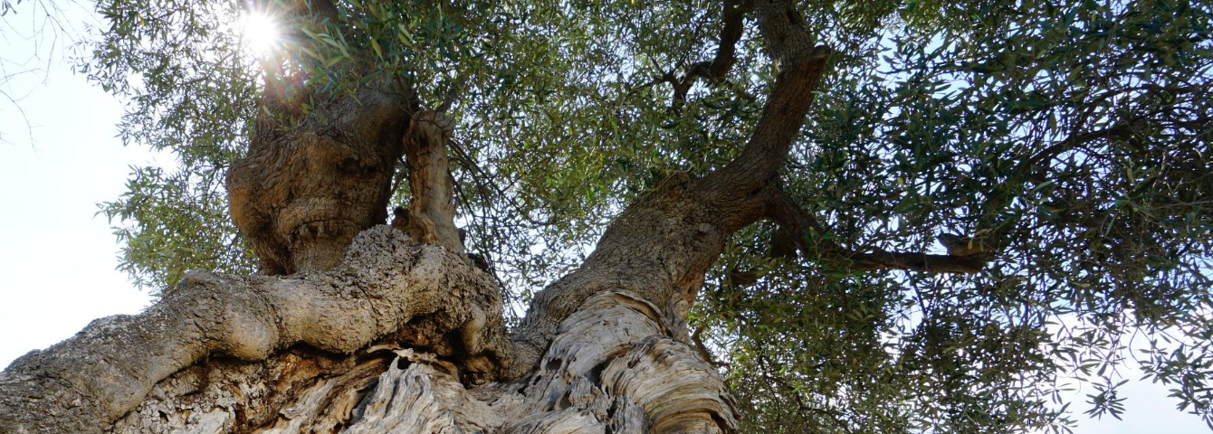 Meet the Staff Header con immagine e testo