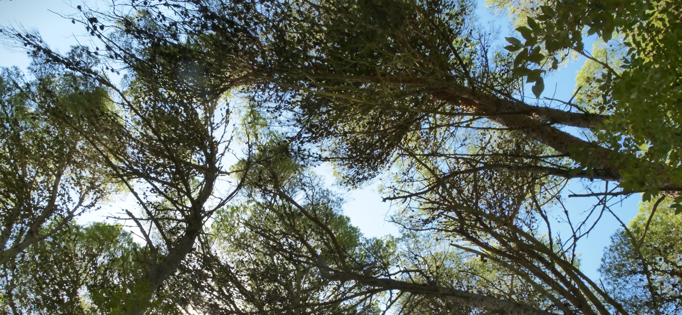 oasi-di-pace