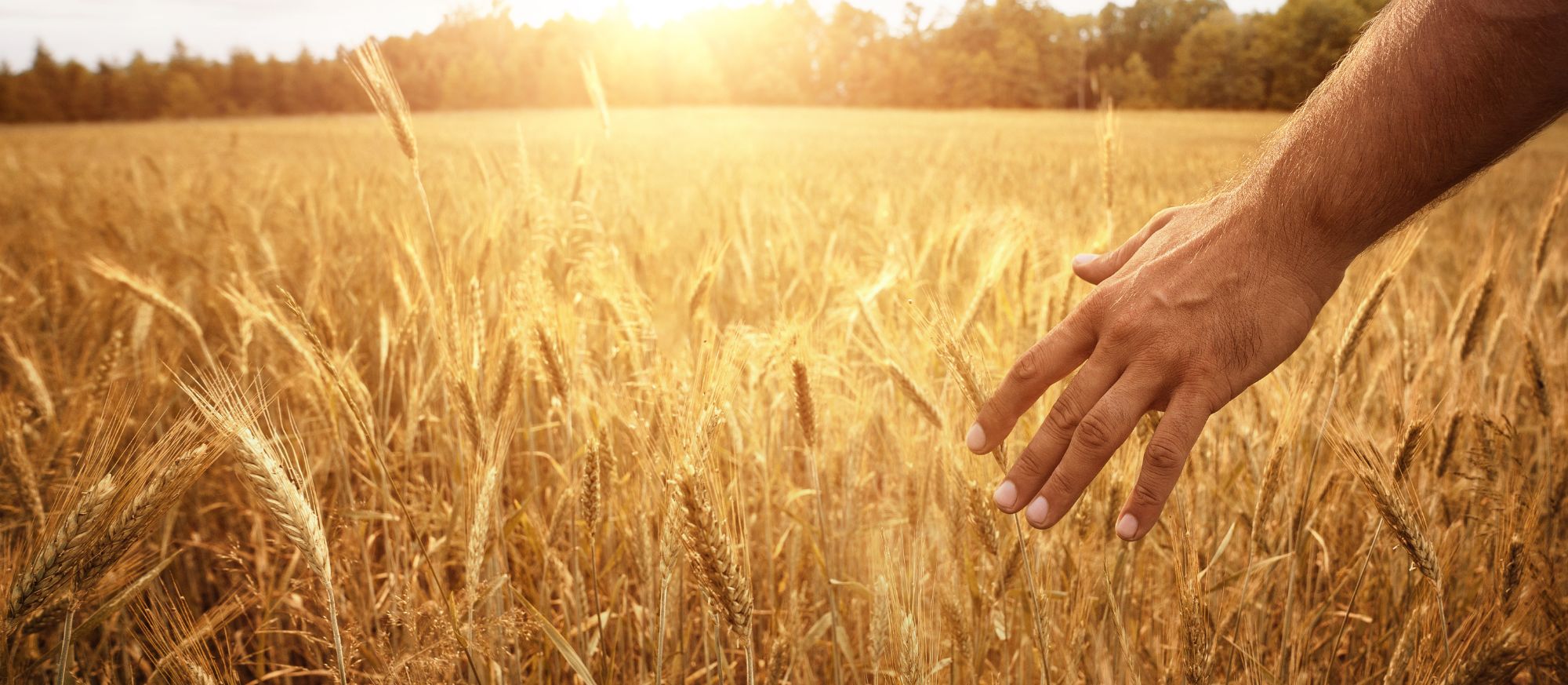 Mano che accarezza spighe di grano.