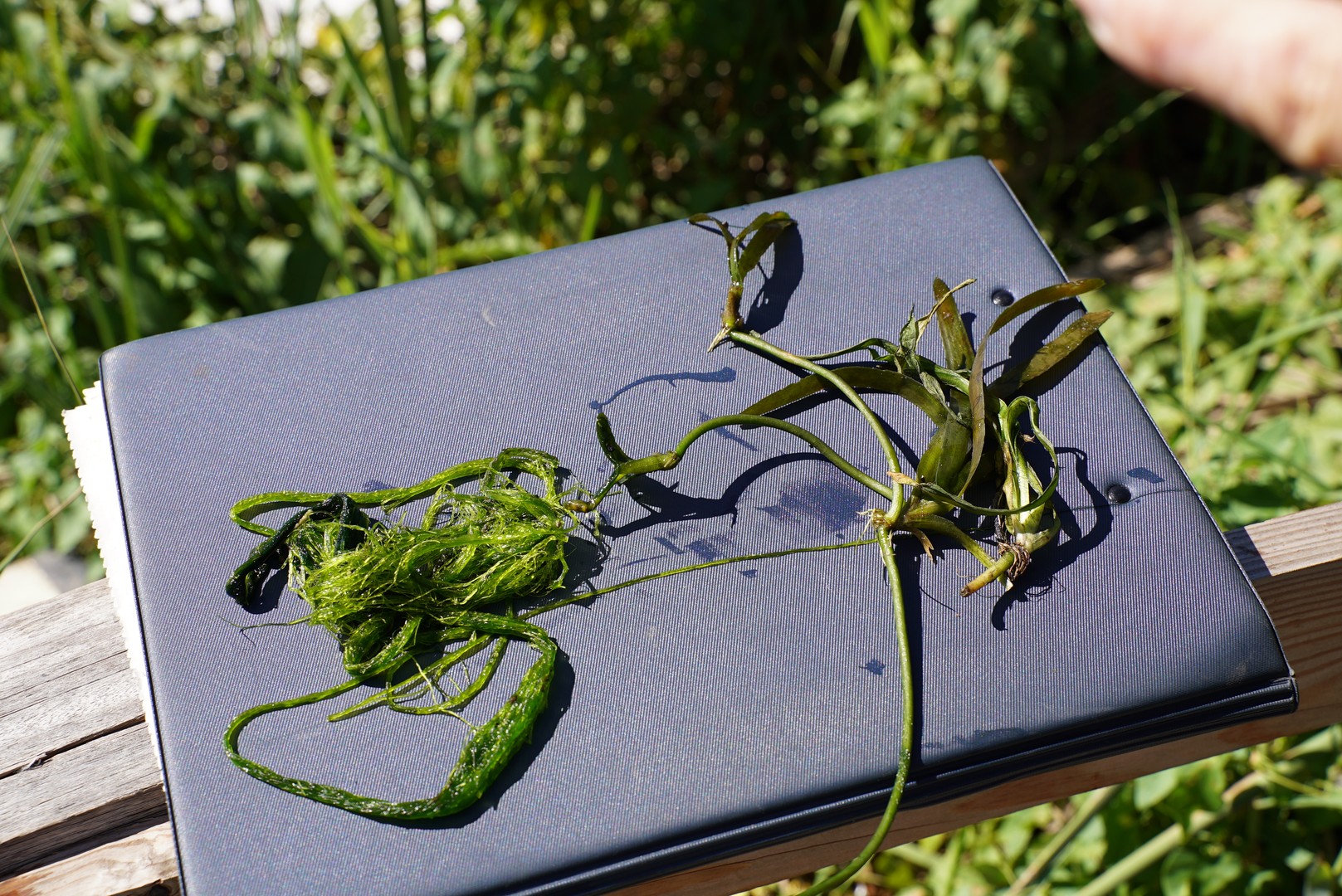 Dissalatore del Tara - vegetazione e flora