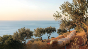 immagine di una scogliera con ulivi 