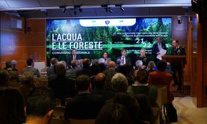 L'acqua e le foreste